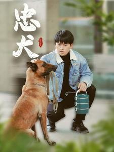 【忠犬】34集精彩短剧在线看不停