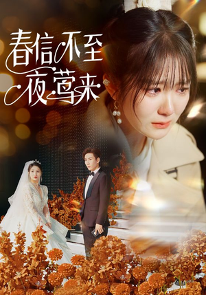 【春信不至夜莺来】50集短剧精彩剧情抢先看