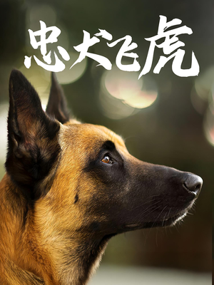 【忠犬飞虎】33集短剧在线免费尽情观看